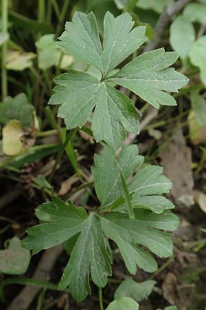 Ranunculus oligodon \ Wenigzhniger Gold-Hahnenfu / Few-Toothed Goldilocks, F Haguenau 29.4.2016