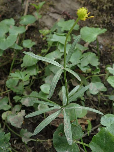 Ranunculus oligodon \ Wenigzhniger Gold-Hahnenfu / Few-Toothed Goldilocks, F Haguenau 29.4.2016