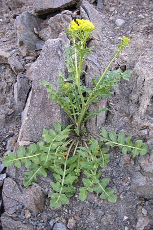 Rorippa palustris \ Gewhnliche Sumpfkresse / Marsh Yellow-Cress, F Col de Granon 22.6.2008