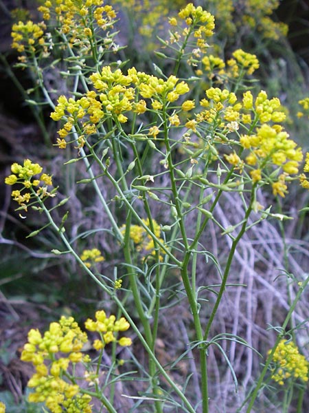 Rorippa pyrenaica \ Wilde Sumpfkresse / Creeping Yellow-Cress, F Pyrenäen/Pyrenees, Err 26.6.2008