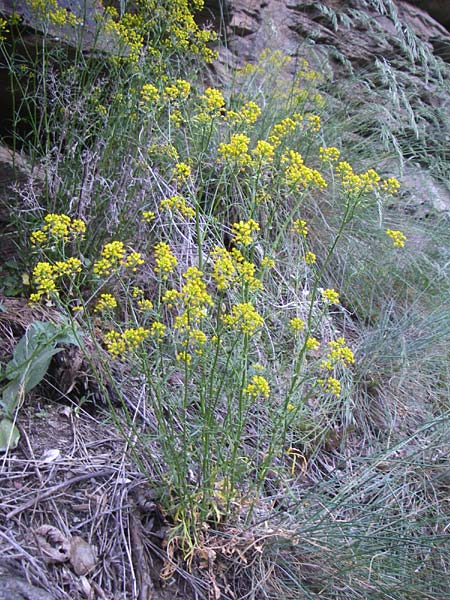 Rorippa pyrenaica \ Wilde Sumpfkresse / Creeping Yellow-Cress, F Pyrenäen/Pyrenees, Err 26.6.2008