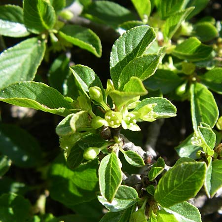 Rhamnus pumila \ Zwerg-Kreuzdorn / Dwarf Buckthorn, F Col de Lautaret Botan. Gar. 28.6.2008