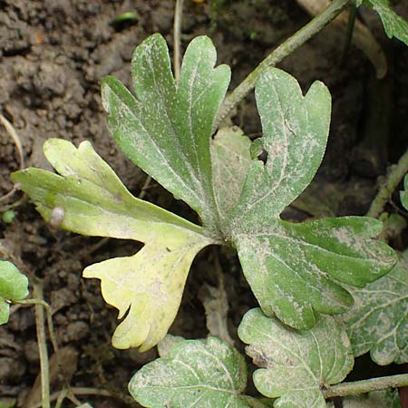 Ranunculus philopadus \ Sundgau-Gold-Hahnenfu / Sundgau Goldilocks, F Dannemarie 29.4.2016