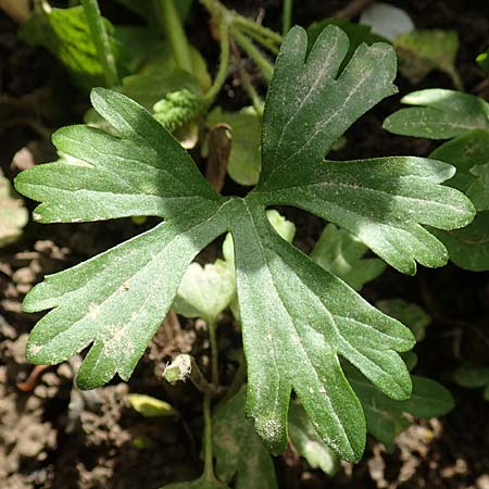 Ranunculus philopadus \ Sundgau-Gold-Hahnenfu / Sundgau Goldilocks, F Dannemarie 29.4.2016