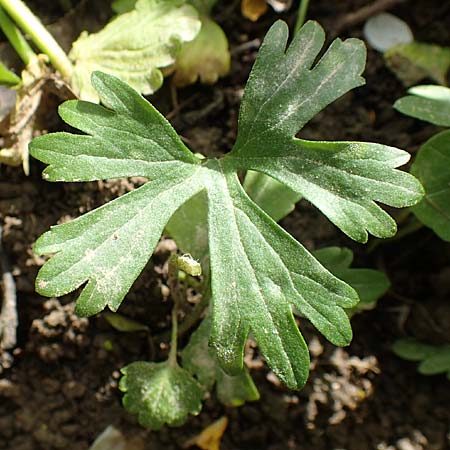 Ranunculus philopadus \ Sundgau-Gold-Hahnenfu / Sundgau Goldilocks, F Dannemarie 29.4.2016