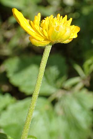 Ranunculus philopadus \ Sundgau-Gold-Hahnenfu / Sundgau Goldilocks, F Dannemarie 29.4.2016