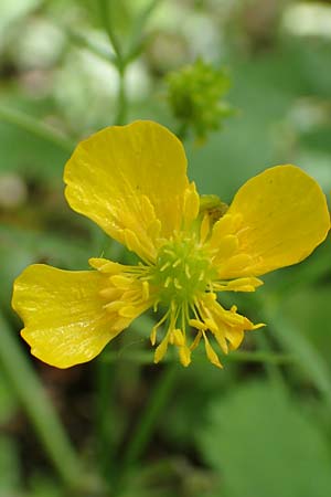 Ranunculus pseudalsaticus \ Falscher Elssser Gold-Hahnenfu / False Alsacian Goldilocks, F Colmar 29.4.2016