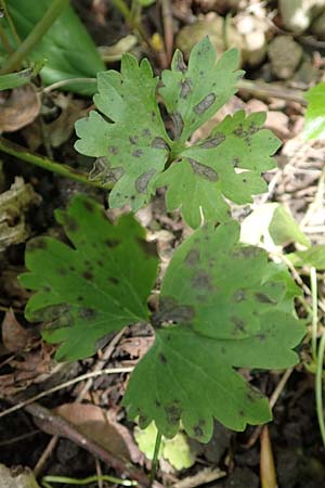 Ranunculus pseudalsaticus \ Falscher Elssser Gold-Hahnenfu / False Alsacian Goldilocks, F Colmar 29.4.2016