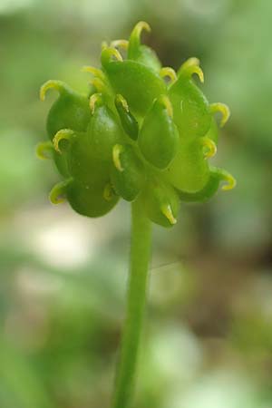 Ranunculus pseudalsaticus \ Falscher Elssser Gold-Hahnenfu / False Alsacian Goldilocks, F Colmar 29.4.2016