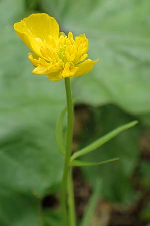 Ranunculus pseudalsaticus \ Falscher Elssser Gold-Hahnenfu / False Alsacian Goldilocks, F Colmar 29.4.2016