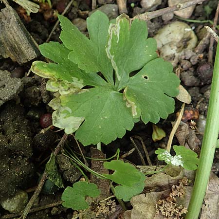 Ranunculus pseudalsaticus \ Falscher Elssser Gold-Hahnenfu / False Alsacian Goldilocks, F Colmar 29.4.2016