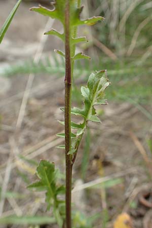 Sisymbrium austriacum \ sterreicher Rauke / Austrian Rocket, F Col de la Bonette 8.7.2016