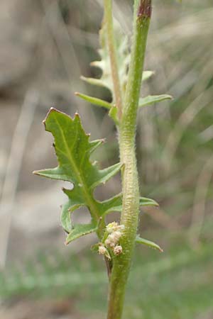 Sisymbrium austriacum \ sterreicher Rauke / Austrian Rocket, F Col de la Bonette 8.7.2016