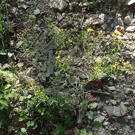 Rorippa pyrenaica \ Wilde Sumpfkresse / Creeping Yellow-Cress, F Pyrenäen/Pyrenees, Canigou 24.7.2018