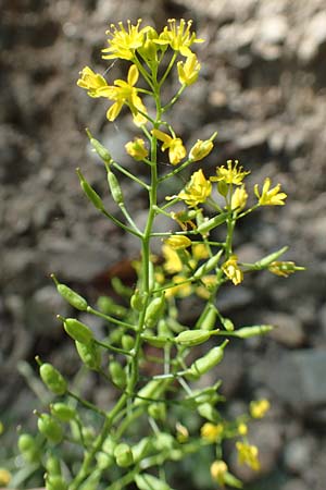 Rorippa pyrenaica \ Wilde Sumpfkresse / Creeping Yellow-Cress, F Pyrenäen/Pyrenees, Canigou 24.7.2018