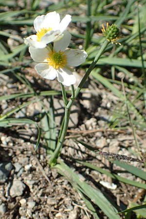 Ranunculus pyrenaeus \ Pyrenen-Hahnenfu, F Pyrenäen, Mont Louis 3.8.2018