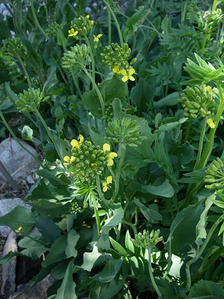 Coincya richeri \ Richers Schnabelsenf, Richers Lacksenf / Richer's Cabbage, F Col de Lautaret Botan. Gar. 28.6.2008