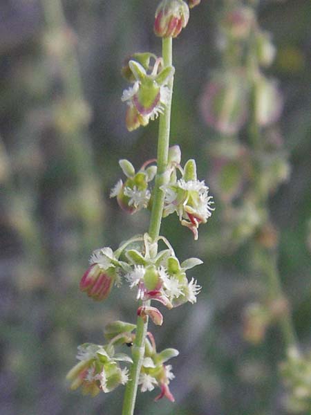 Rumex scutatus \ Schild-Ampfer / French Sorrel, F Jonte - Schlucht / Gorge 8.6.2006