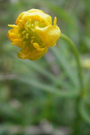 Ranunculus sphinx \ Rtselhafter Gold-Hahnenfu / Mysterious Goldilocks, F Sierentz 13.4.2011