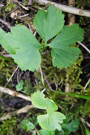 Ranunculus subglechomoides \ Gundermannblttriger Gold-Hahnenfu / Ground-Ivy-Leaved Goldilocks, F Westhouse 18.4.2015