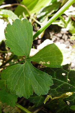 Ranunculus subglechomoides \ Gundermannblttriger Gold-Hahnenfu / Ground-Ivy-Leaved Goldilocks, F Westhouse 18.4.2015