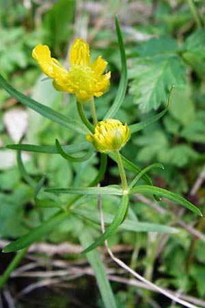 Ranunculus subglechomoides \ Gundermannblttriger Gold-Hahnenfu / Ground-Ivy-Leaved Goldilocks, F Westhouse 18.4.2015