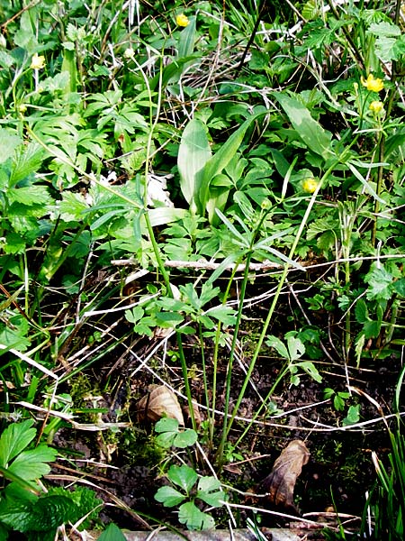 Ranunculus subglechomoides \ Gundermannblttriger Gold-Hahnenfu / Ground-Ivy-Leaved Goldilocks, F Westhouse 18.4.2015