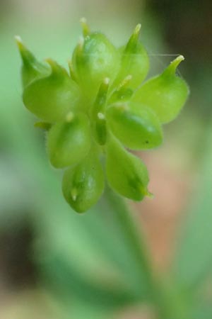 Ranunculus suprasilvaticus \ Oberwald-Gold-Hahnenfu / Oberwald Goldilocks, F Mussig 29.4.2016