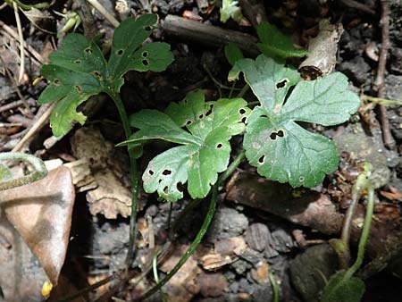 Ranunculus suprasilvaticus \ Oberwald-Gold-Hahnenfu / Oberwald Goldilocks, F Mussig 29.4.2016