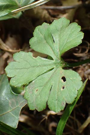 Ranunculus suprasilvaticus \ Oberwald-Gold-Hahnenfu / Oberwald Goldilocks, F Mussig 29.4.2016