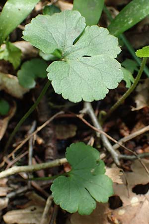 Ranunculus suprasilvaticus \ Oberwald-Gold-Hahnenfu / Oberwald Goldilocks, F Mussig 29.4.2016