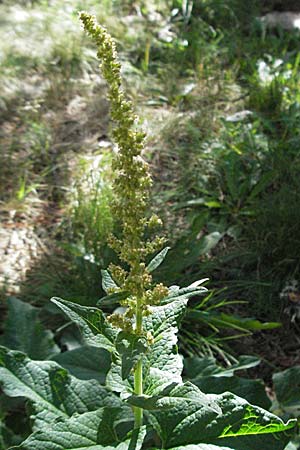 Blitum bonus-henricus \ Guter Heinrich / Good King Henry, F Pyrenäen/Pyrenees, Eyne 9.8.2006