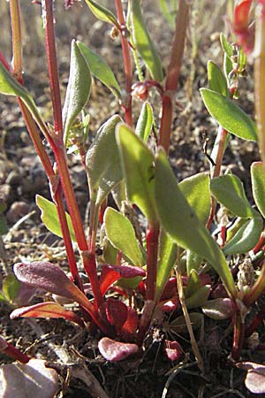 Rumex bucephalophorus subsp. gallicus / Horned Dock, F Maures, Bois de Rouquan 12.5.2007