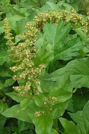 Blitum bonus-henricus \ Guter Heinrich, F Col de l'Allimas 17.5.2007