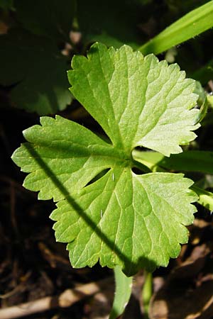 Ranunculus pleiophyllus \ Vollblttriger Gold-Hahnenfu / Filled-Leaved Goldilocks, F Ostheim 18.4.2015