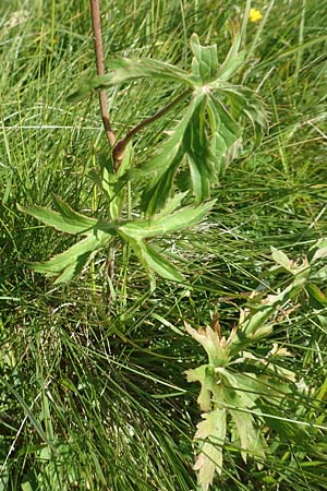 Ranunculus platanifolius \ Platanenblttriger Hahnenfu / Large White Buttercup, F Collet de Allevard 9.7.2016
