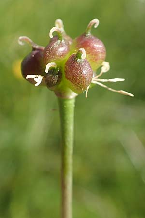 Ranunculus platanifolius \ Platanenblttriger Hahnenfu, F Collet de Allevard 9.7.2016