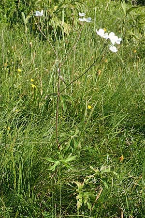 Ranunculus platanifolius \ Platanenblttriger Hahnenfu, F Collet de Allevard 9.7.2016