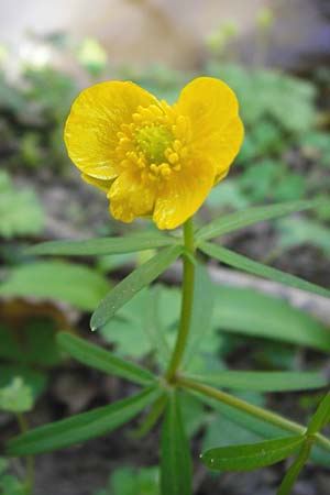 Ranunculus zinselianus \ Zinsel-Gold-Hahnenfu / Zinsel Goldilocks, F Schweighouse-sur-Moder 18.4.2015