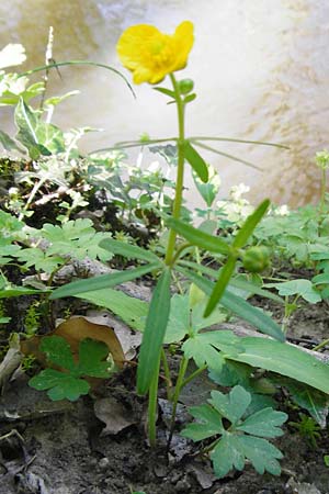 Ranunculus zinselianus / Zinsel Goldilocks, F Schweighouse-sur-Moder 18.4.2015