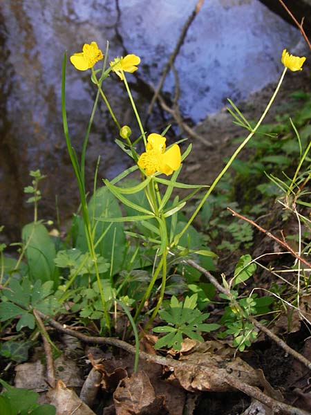 Ranunculus zinselianus \ Zinsel-Gold-Hahnenfu, F Schweighouse-sur-Moder 18.4.2015