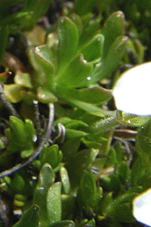 Arenaria ciliata ? \ Bewimpertes Sandkraut, F Pyrenäen, Port d'Envalira 26.6.2008