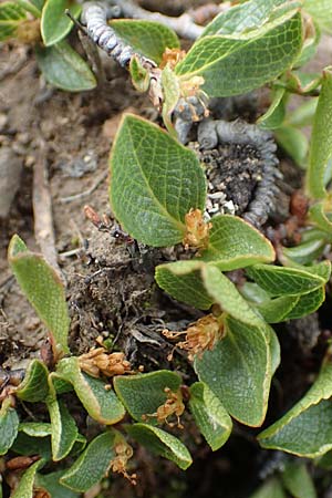 Salix herbacea \ Kraut-Weide / Dwarf Willow, Snowbed Willow, F Col de la Bonette 8.7.2016