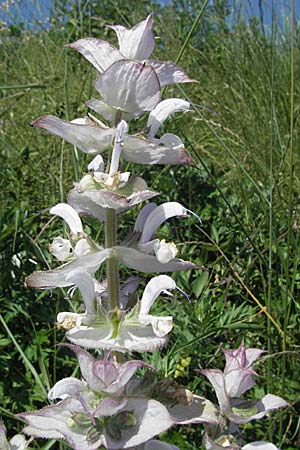 Salvia sclarea \ Muskateller-Salbei / Clary Sage, F Rochefort-en-Valdaine 10.6.2006