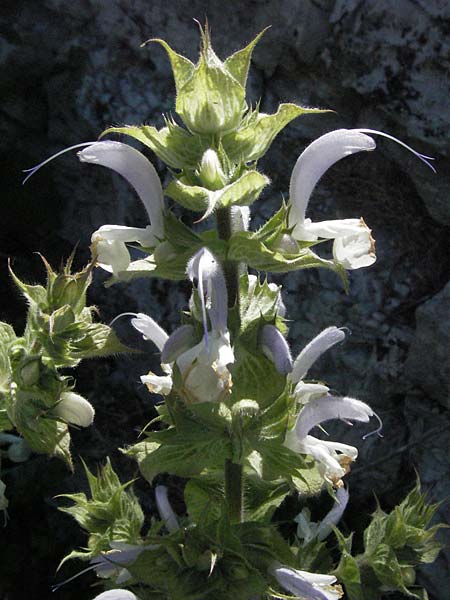 Salvia aethiopis \ Ungarischer Salbei, Woll-Salbei, F Nyons 10.6.2006