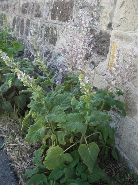 Salvia aethiopis / Woolly Clary, Mediterranean Sage, F Nyons 10.6.2006