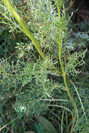 Senecio adonidifolius \ Polster-Greiskraut / Pinnate-Leaved Ragwort, F Pyrenäen/Pyrenees, Eyne 9.8.2006