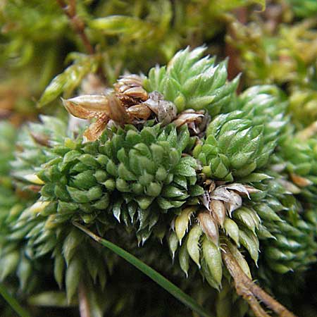 Saxifraga bryoides \ Moos-Steinbrech, F Pyrenäen, Eyne 9.8.2006