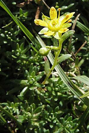 Saxifraga aizoides / Yellow Mountain Saxifrage, F Pyrenees, Eyne 9.8.2006