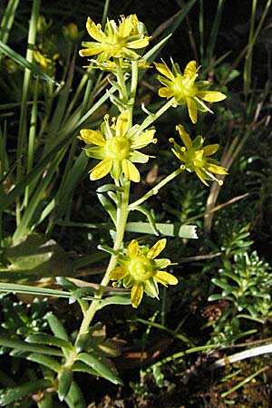 Saxifraga aizoides \ Fetthennen-Steinbrech / Yellow Mountain Saxifrage, F Pyrenäen/Pyrenees, Eyne 9.8.2006